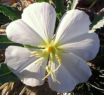 white oenothera flower seeds