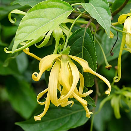 Odorata blomsterfrø til plantning - 100 stk