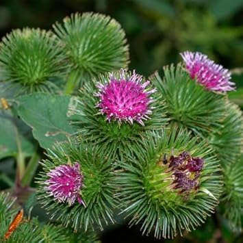 Flower Seeds, Seeds for Planting, Plant Seeds