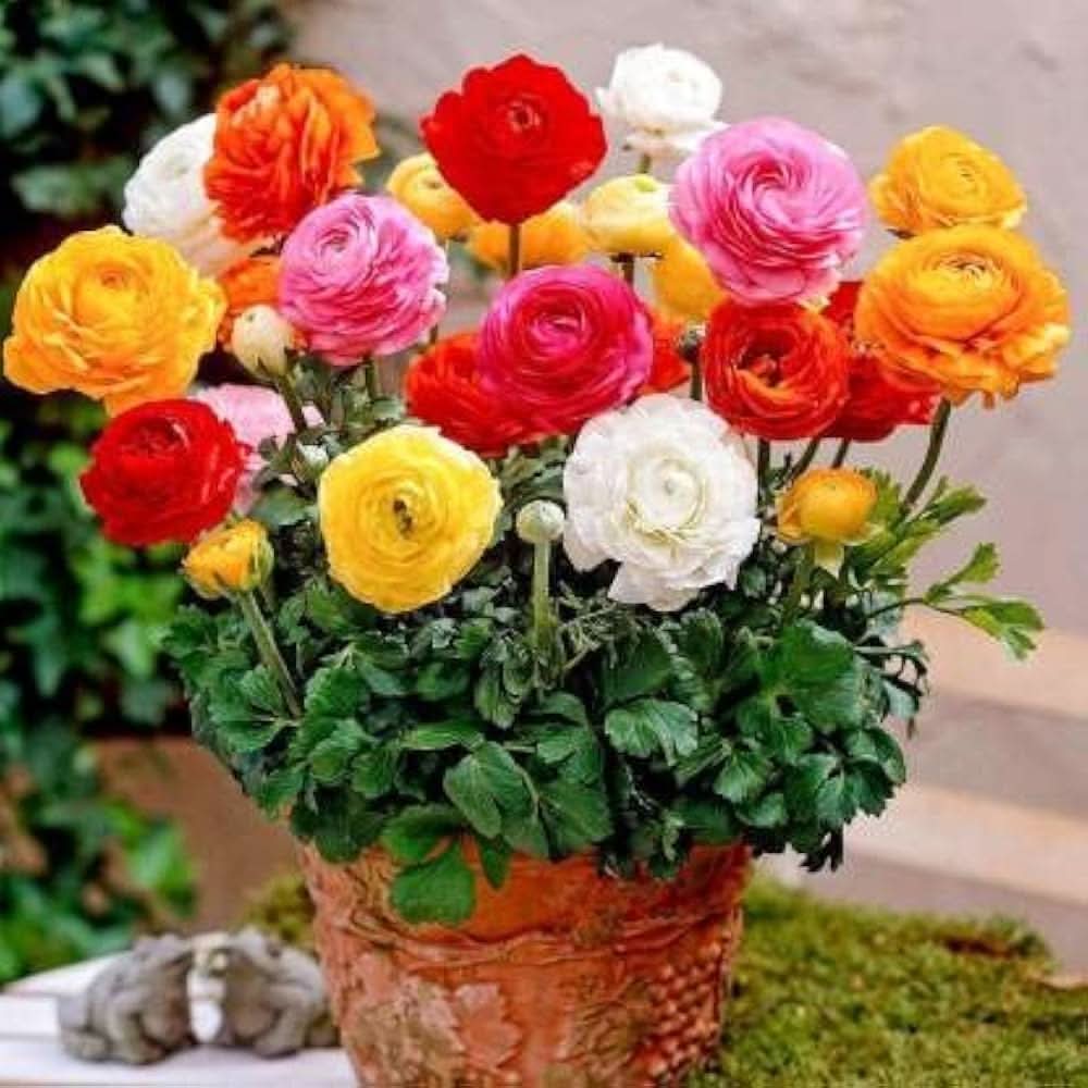 ranunculus asiaticus flower seeds