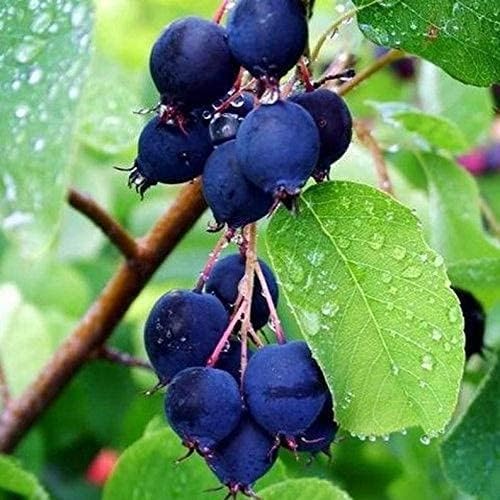 saskatoon berry flower seeds