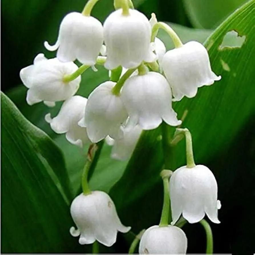 white windbell flower seeds