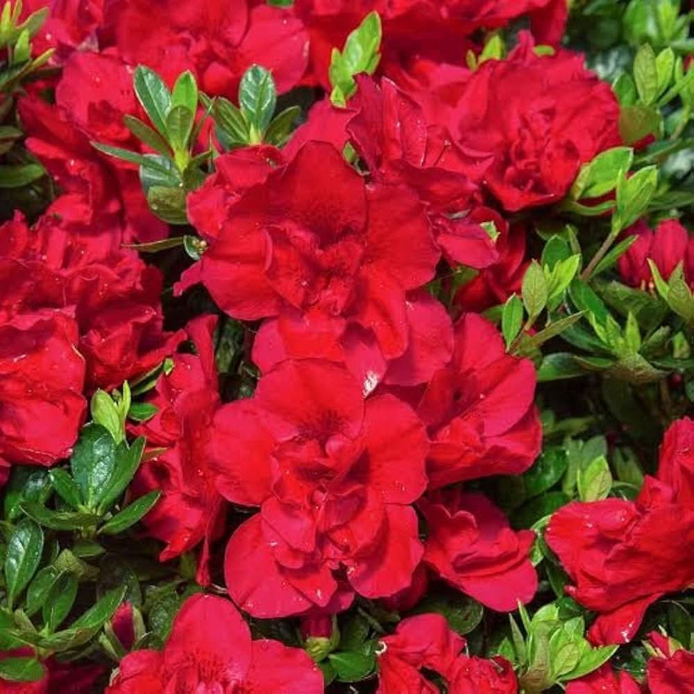 azalea rainbow flower seeds