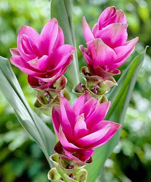 Curcuma lyserøde blomsterfrø til plantning 100 stk