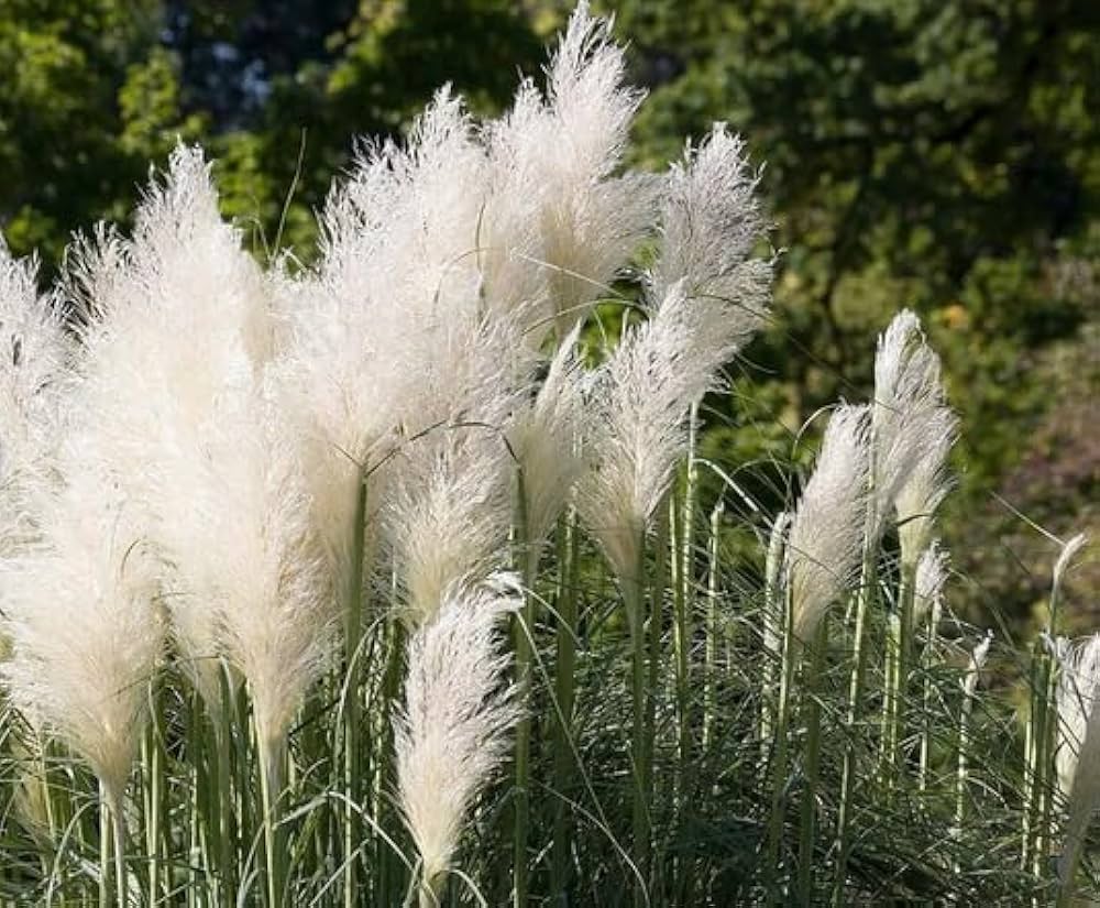 Cortaderia Pampas Grass Flower Seeds – Tall Ornamental Grass for Landscaping, Dried Decor, Non-GMO Seeds