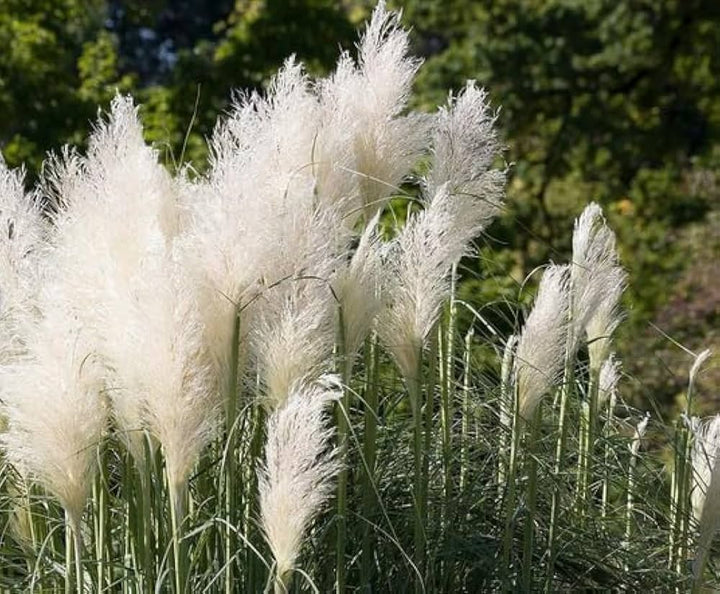 Cortaderia Pampas Grass Flower Seeds – Tall Ornamental Grass for Landscaping, Dried Decor, Non-GMO Seeds
