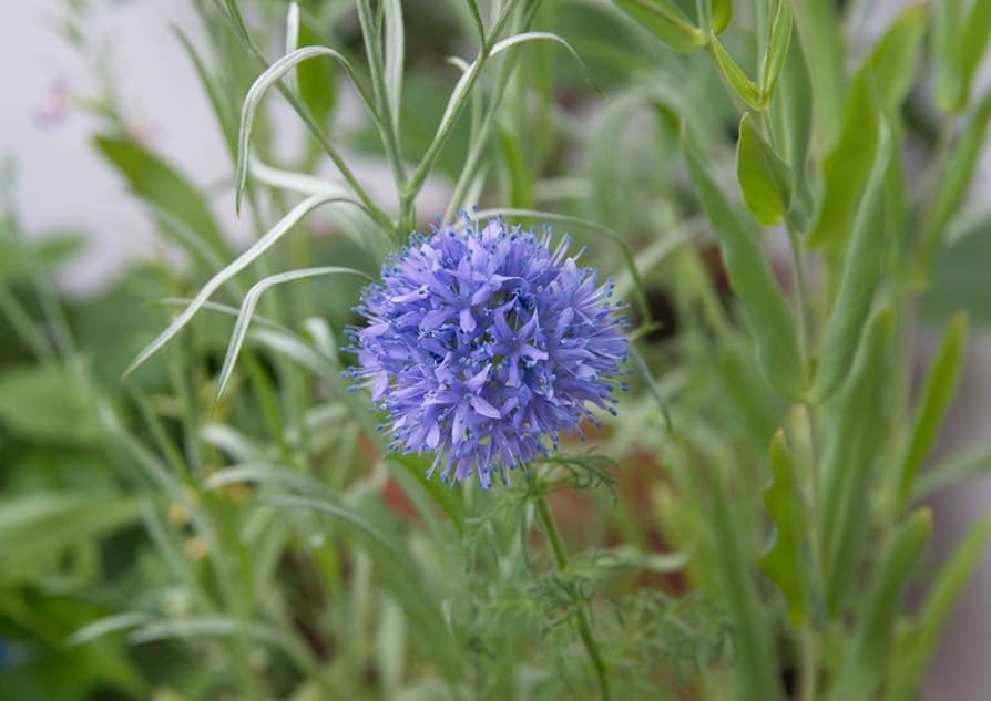 globe gilia flower seeds