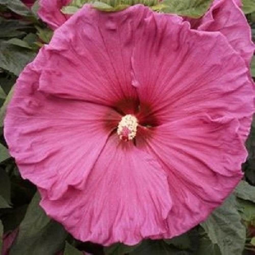 pink large flower seeds