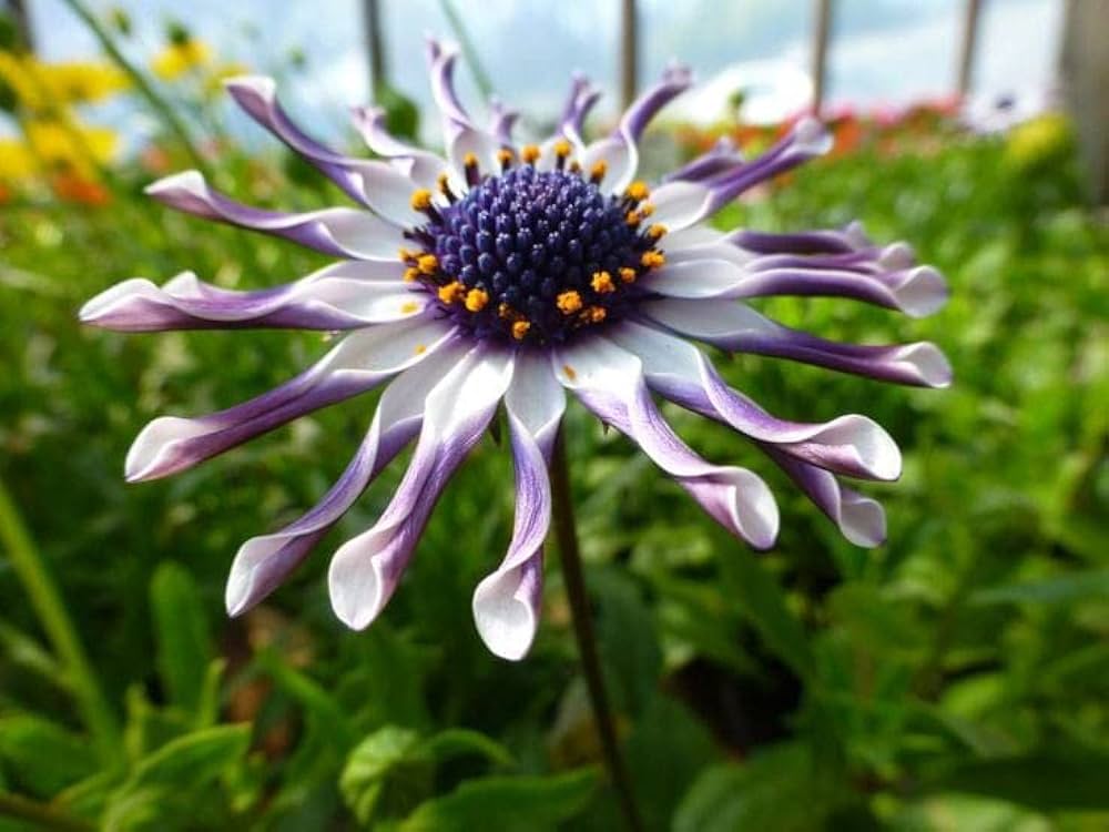 osteospermum flower flower seeds