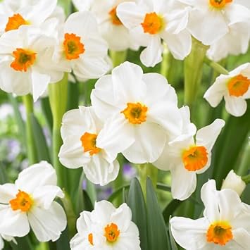 Flower Seeds, Seeds for Planting, Plant Seeds