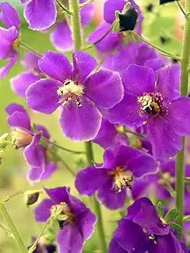 purple mullein flower seeds