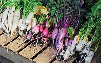 Multi-Color Radish Seeds for Planting