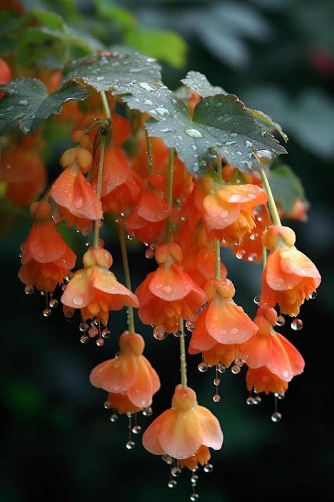 apricot begonia flower seeds