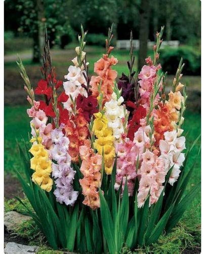 gladiolus flower flower seeds