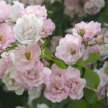 Flower Seeds, Seeds for Planting, Plant Seeds