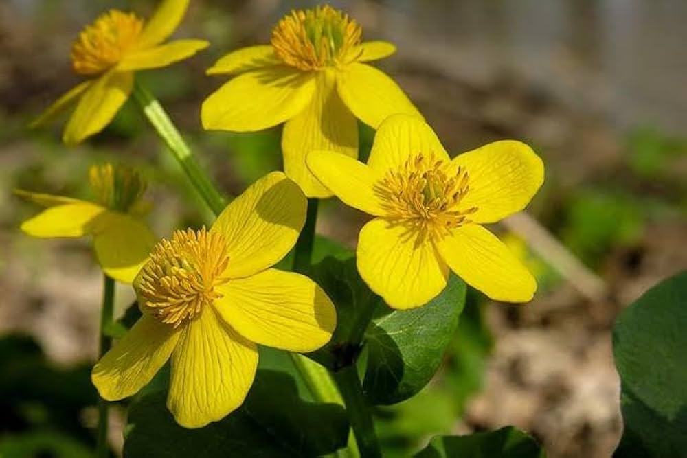 marsh marigold flower seeds