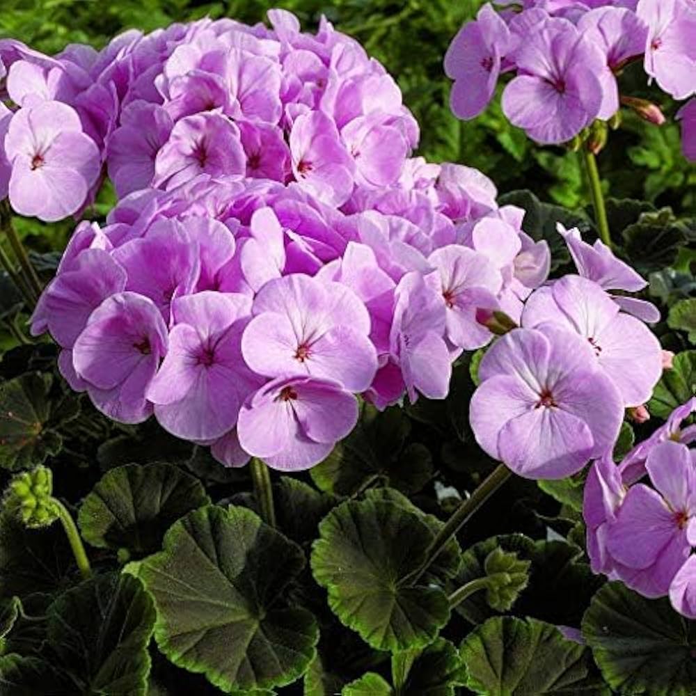 lavender multibloom flower seeds