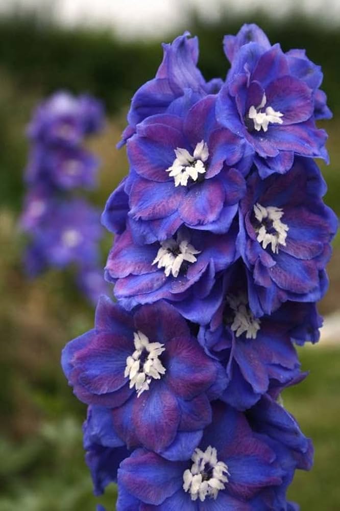 delphinium delphinium flower seeds