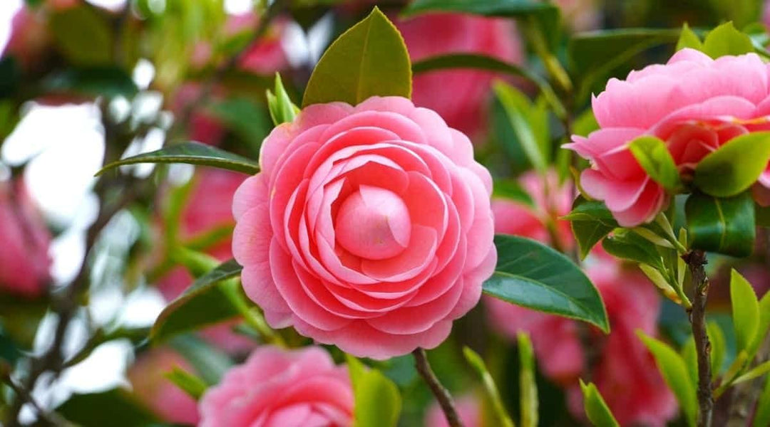 Heirloom Camellia Flower Seeds – Non-GMO Seeds for Planting Beautiful Garden Blooms