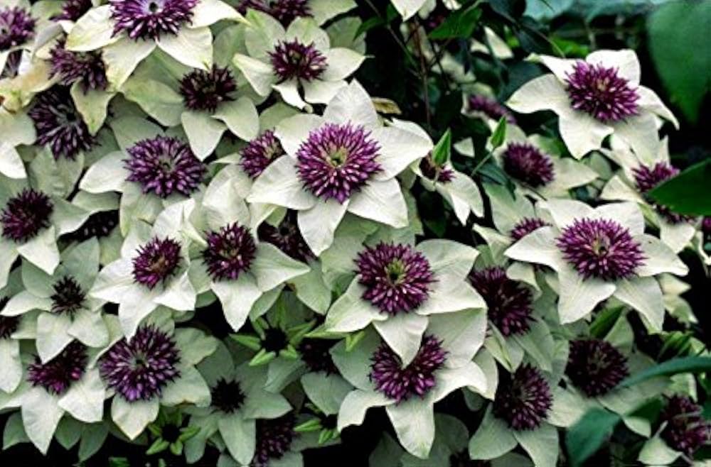 clematis florida flower seeds