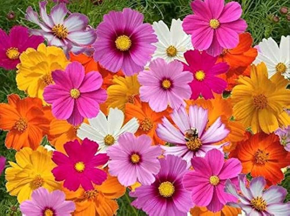 cosmos sensation flower seeds