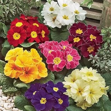 non gmo flower seeds