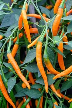 Orange Pepper Vegetable Seeds for Planting