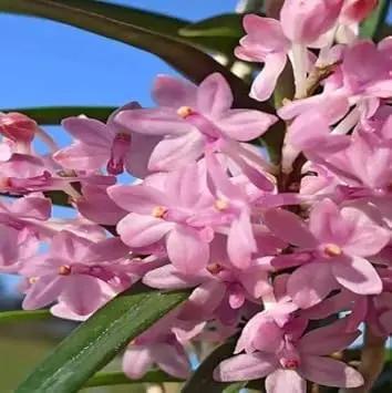 pink baby flower seeds
