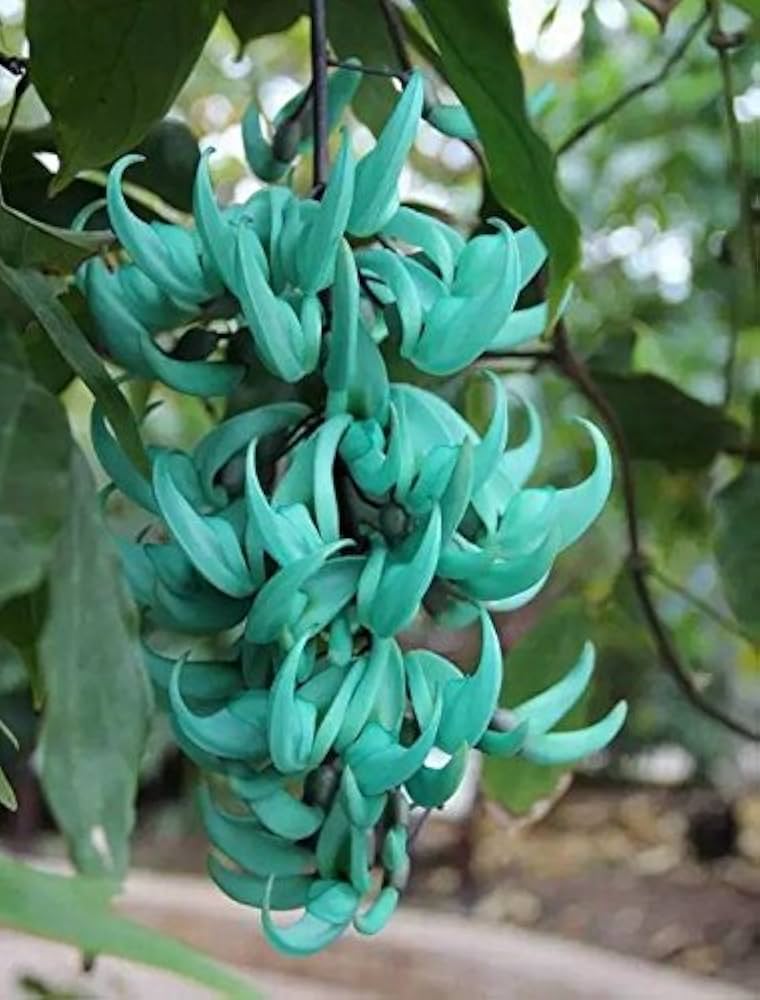 Sky Blue Strongylodon Macrobotrys Flower Seeds - 100 pcs