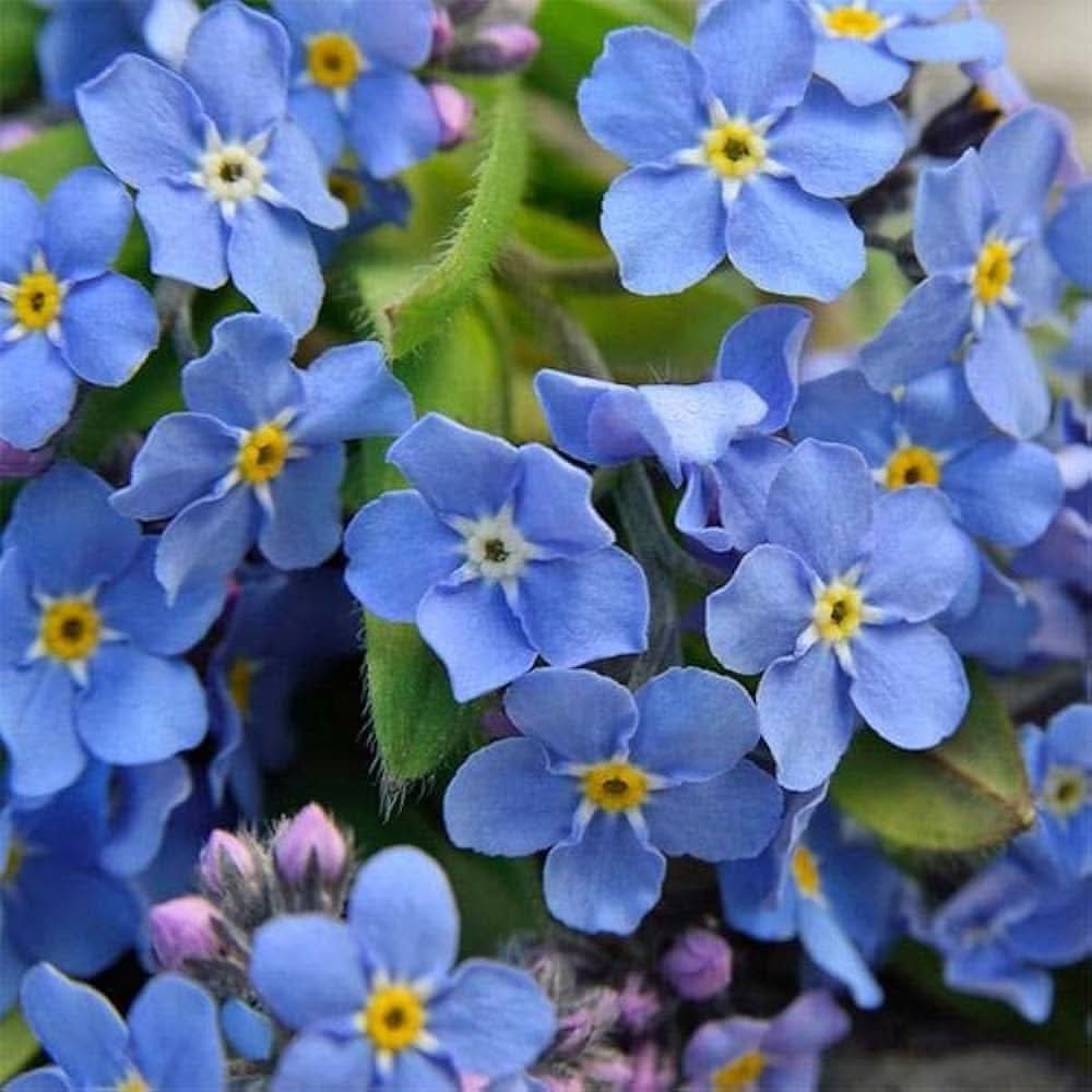 blue forget flower seeds