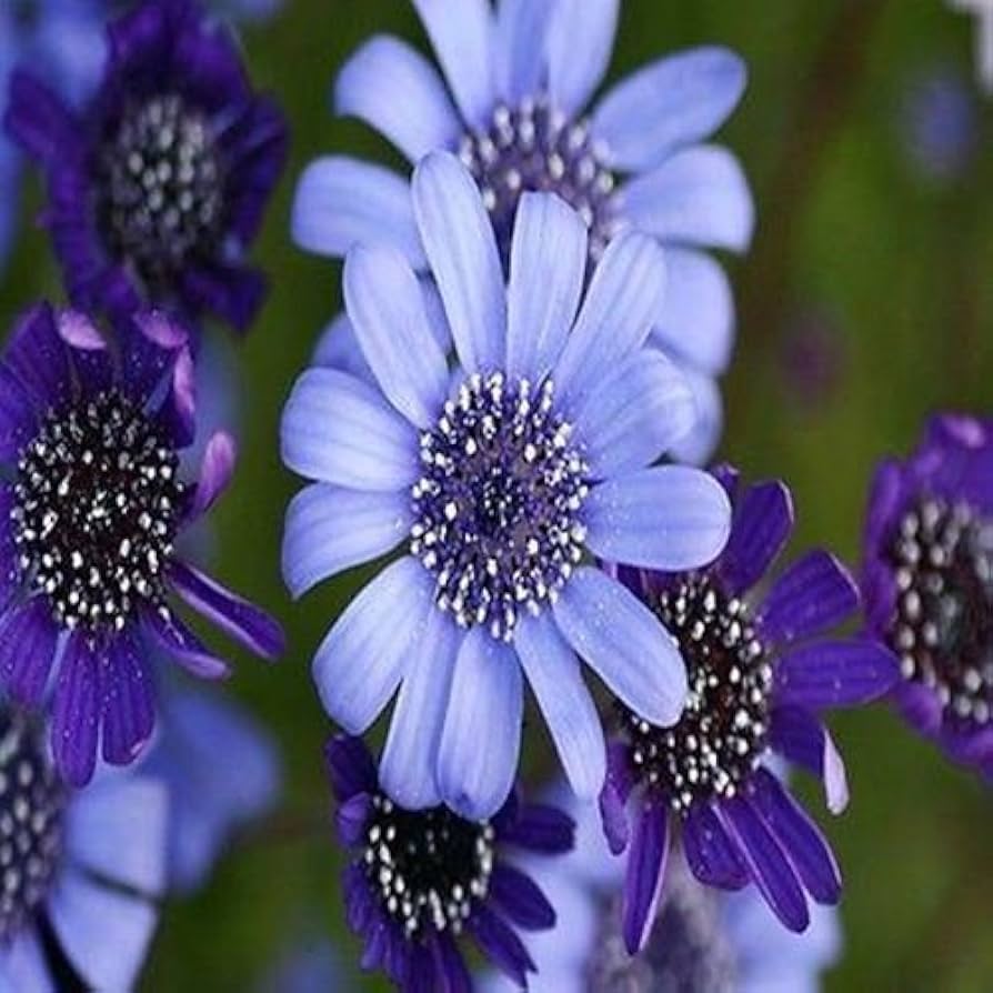 blue felicia flower seeds