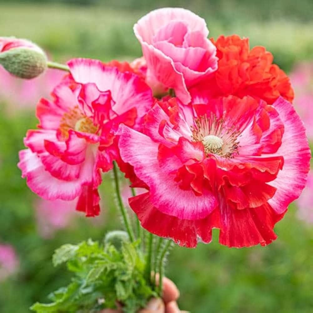 shirley single flower seeds
