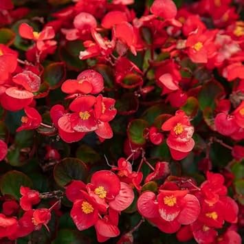 pink heirloom flower seeds