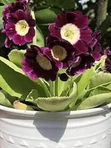 europa primula flower seeds