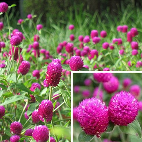 red thousand flower seeds