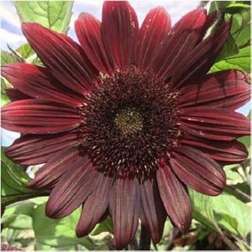 chocolate sunflower flower seeds
