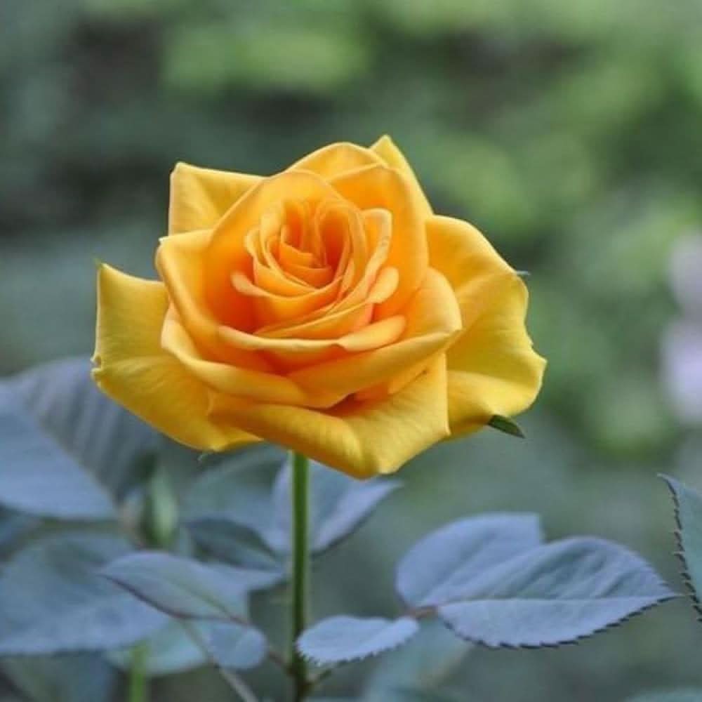 yellow rose flower seeds