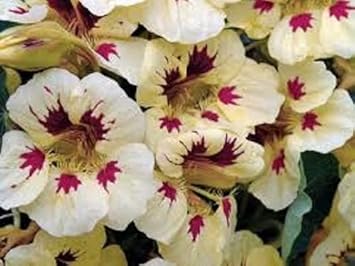 cream pink flower seeds