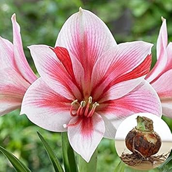 Flower Seeds, Seeds for Planting, Plant Seeds