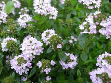 purple savory flower seeds