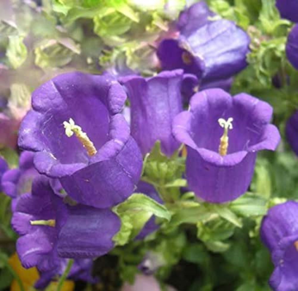 campanula persicifolia flower seeds