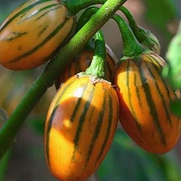 Heirloom Non-GMO Yellow Eggplant Vegetable Seeds for Home Garden Planting