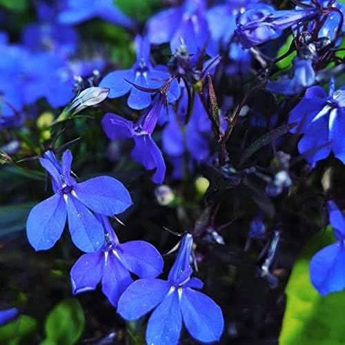 anagallis skylover flower seeds