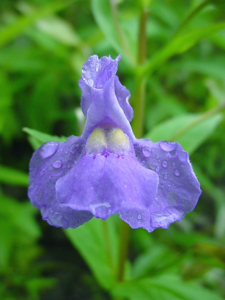 Flower Seeds, Seeds for Planting, Plant Seeds