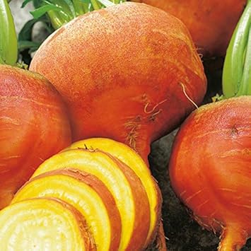 Orange Beet Seeds for Planting