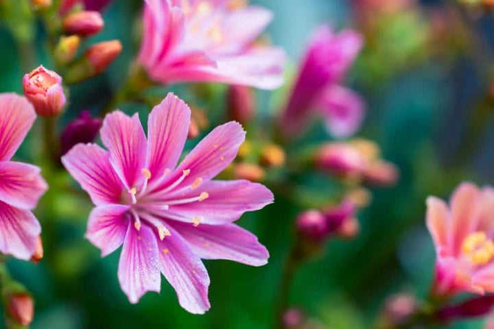 Flower Seeds, Seeds for Planting, Plant Seeds