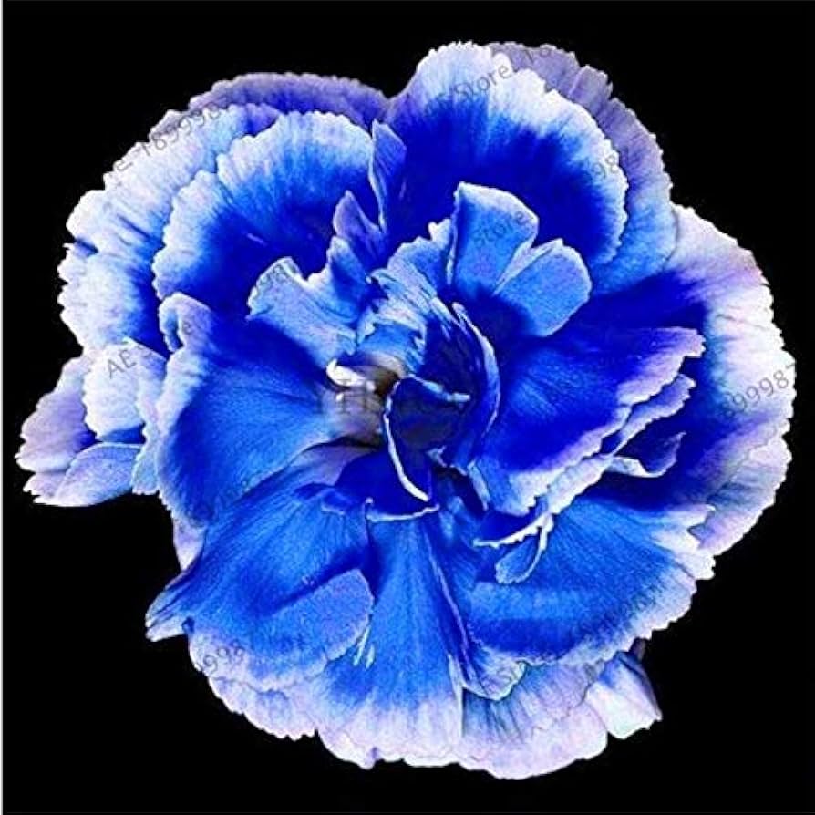 Dianthus Caryophyllus Dark Blue Flower Seeds for Planting 100 pcs