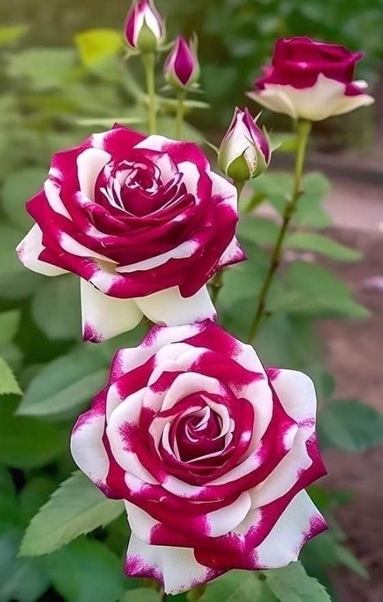 Pink White Rose Flower Seeds - 100 pcs