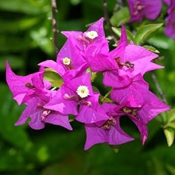 Flower Seeds, Seeds for Planting, Plant Seeds