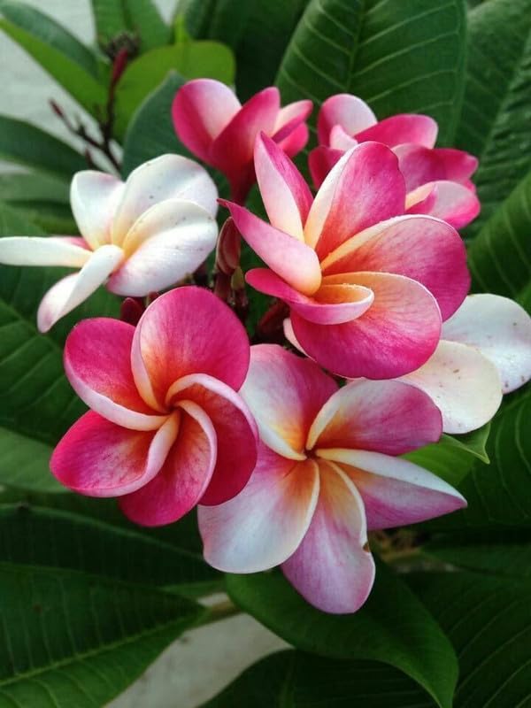 Purple Yellow Frangipani Flower Seeds for Planting 100 pcs